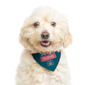 Close-up of a Crossbreed dog wearing a red bandana, panting, iso